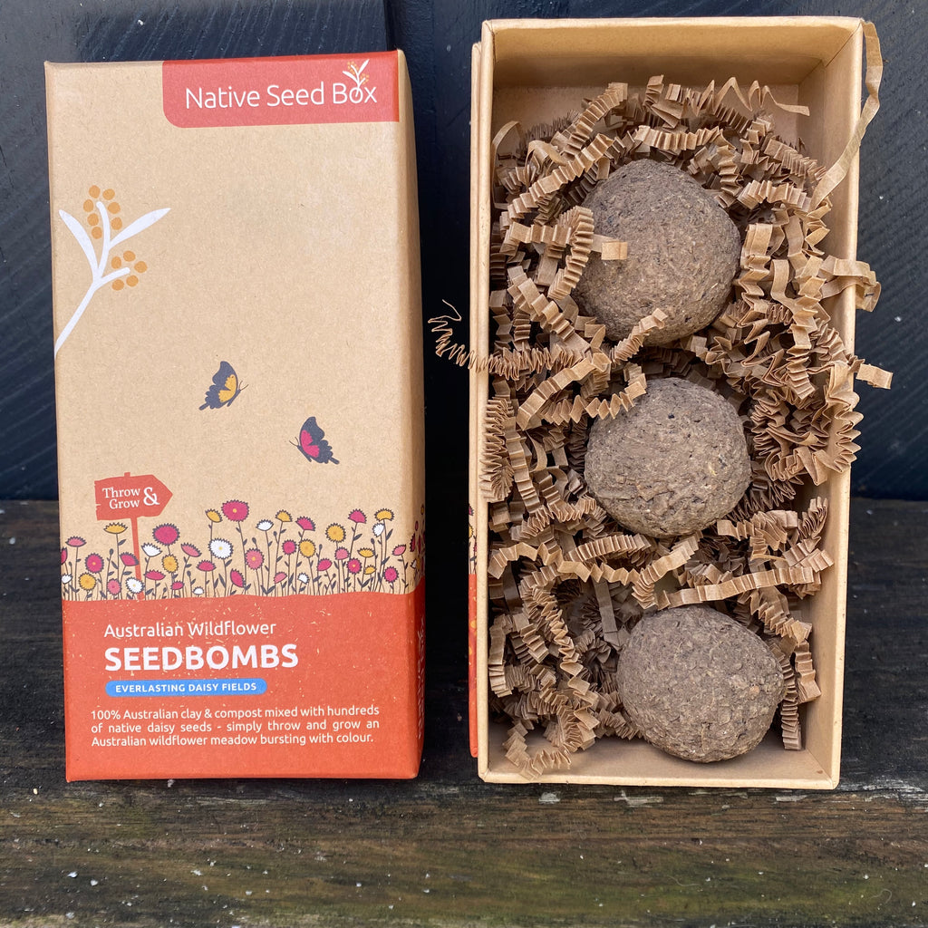 Open box of Australian native wildlife seed bombs containing Everlasting Daisy seeds. Photo by Asiki eco store, Erskineville, Sydney, Australia. 